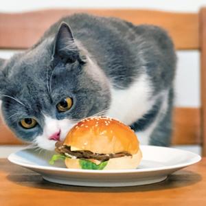 Unsafe Foods for Cats - What Foods to Keep Far from Your Feline Friend
